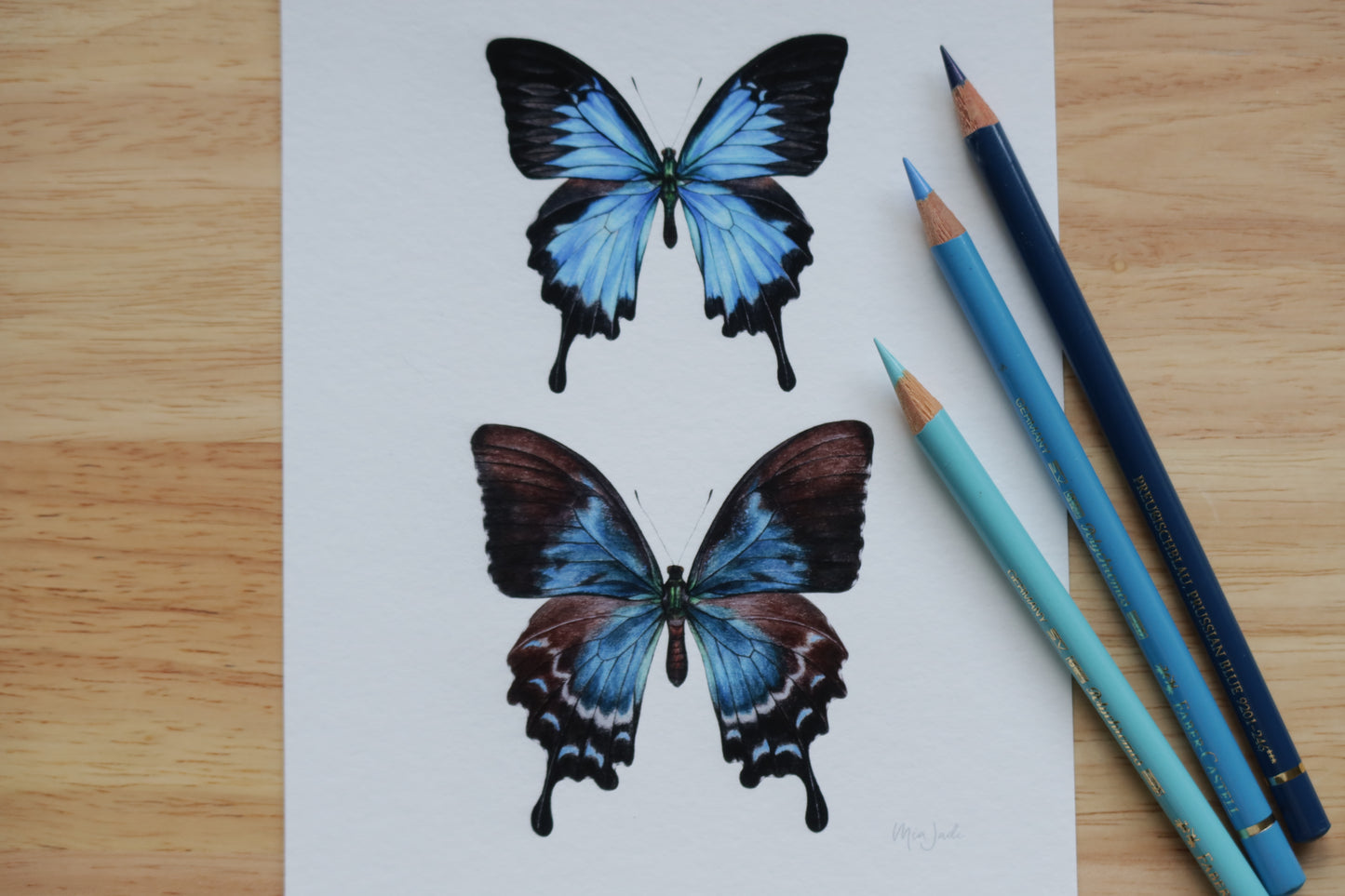 Ulysses Swallowtail Print