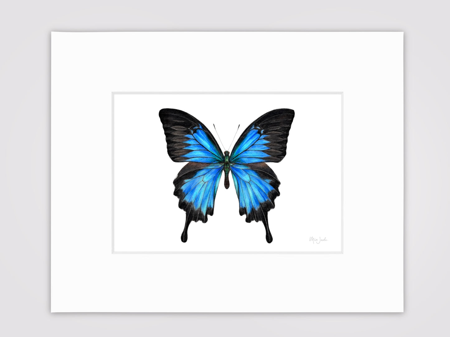 Ulysses Swallowtail Single Print