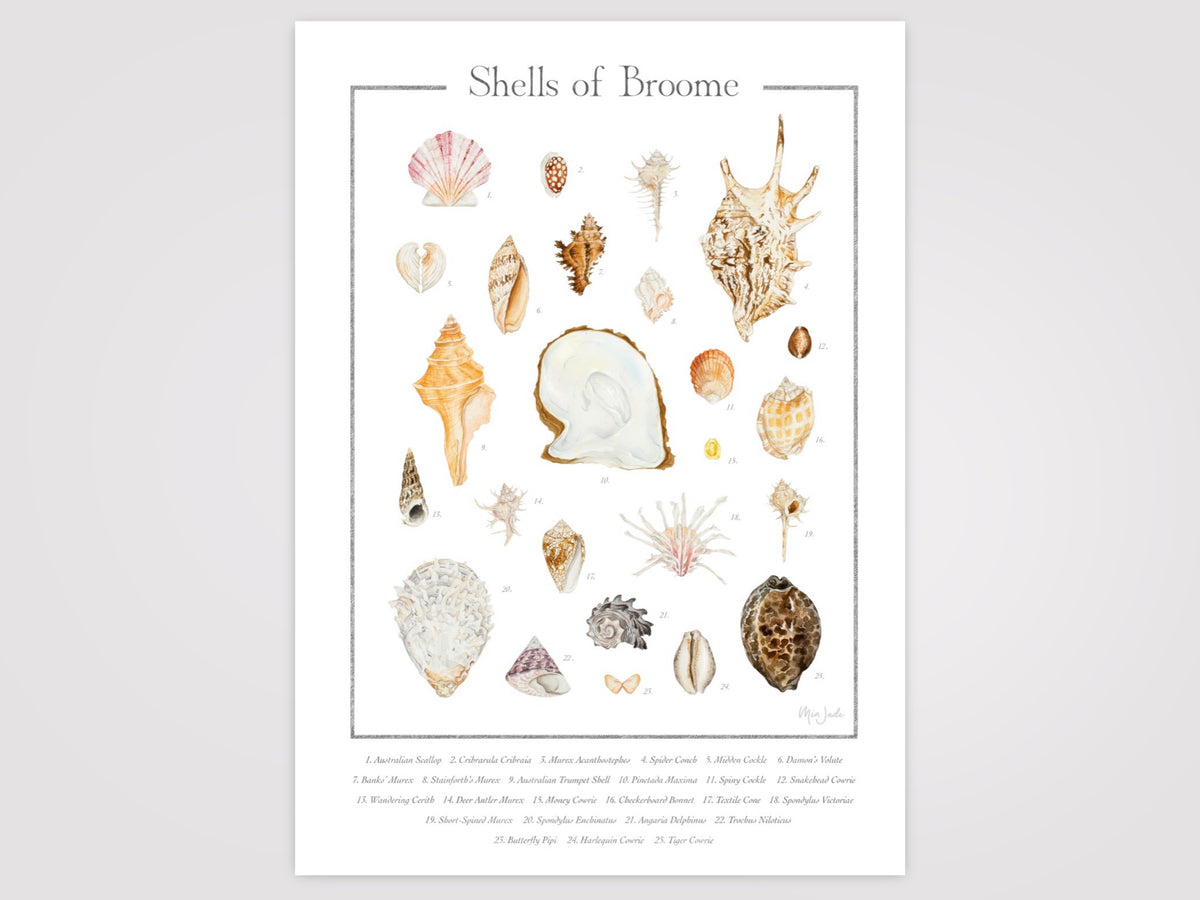 Shells of Broome Print