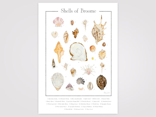 Shells of Broome Print