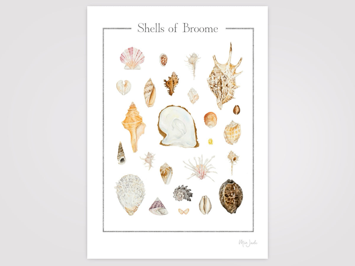 Shells of Broome Print