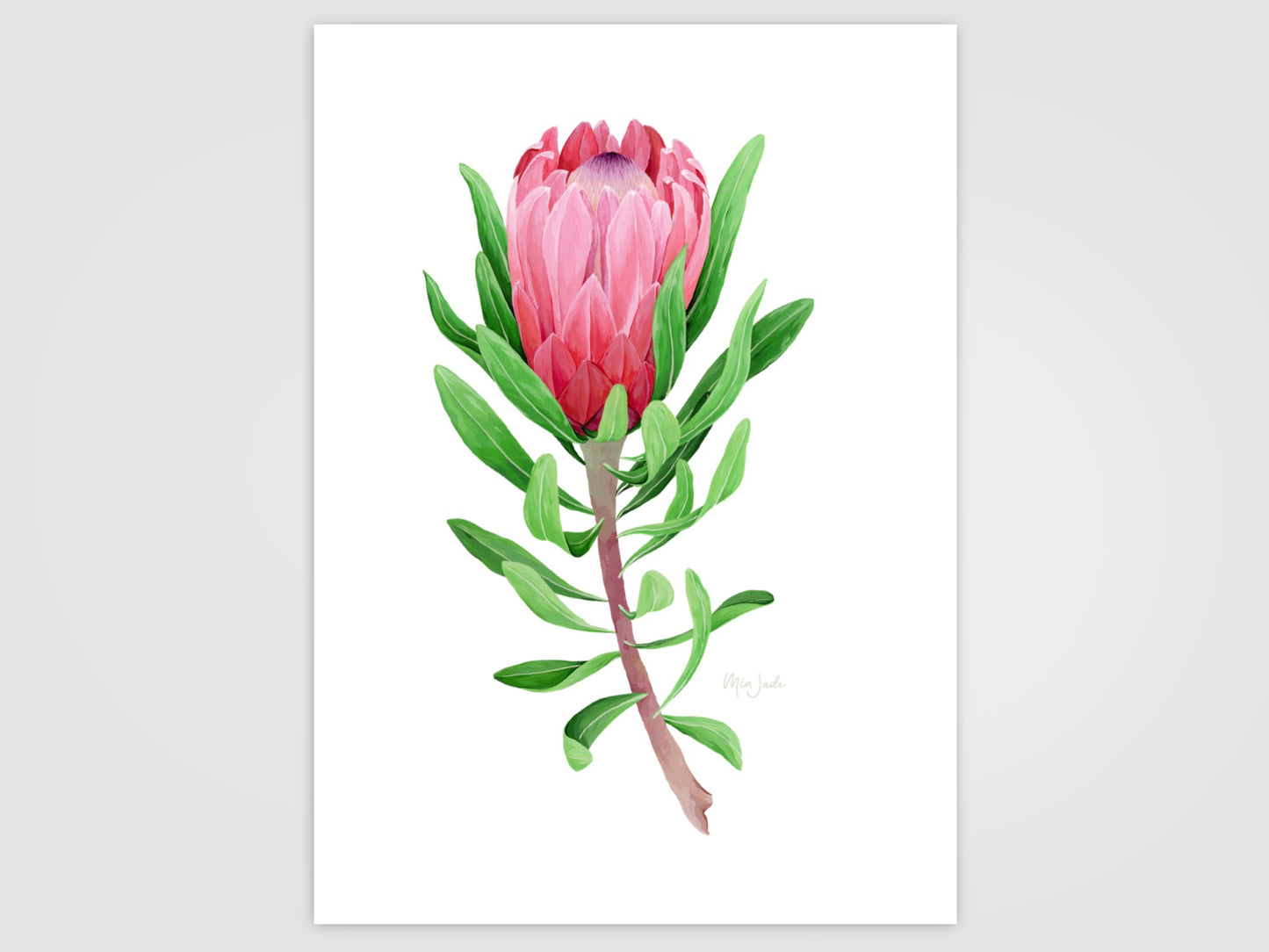 Protea Print