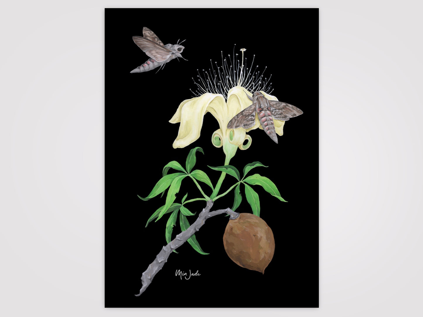 Secrets of the Boab Flower Print