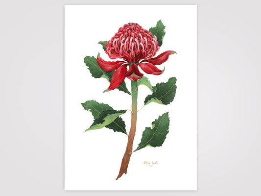 Waratah Print