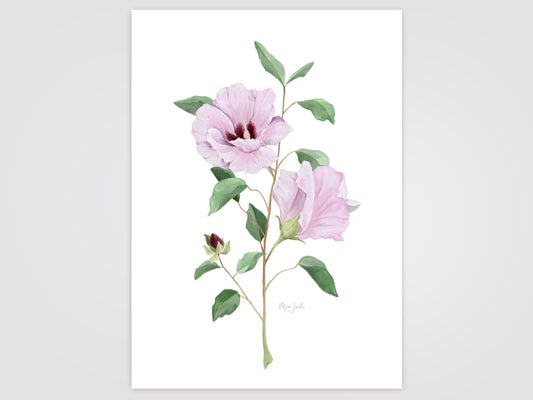 Sturt's Desert Rose Print