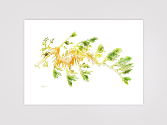 Leafy Sea Dragon Colour Print