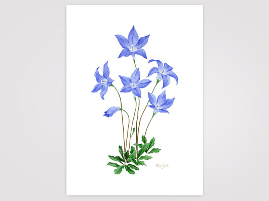 Royal Bluebell Print
