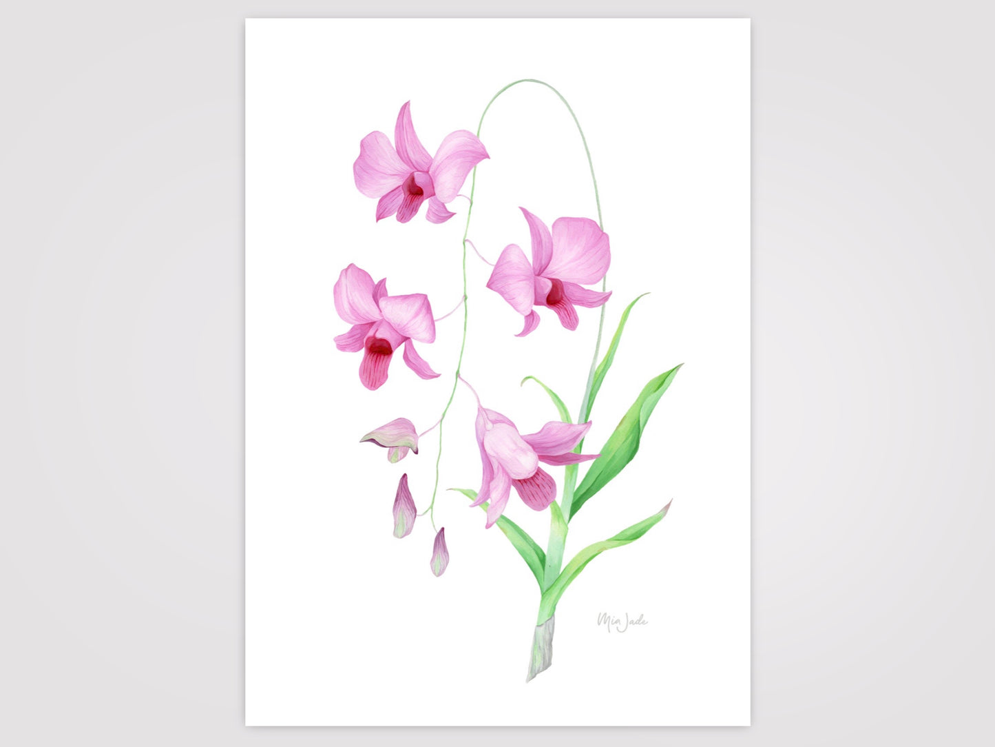 Cooktown Orchid Print