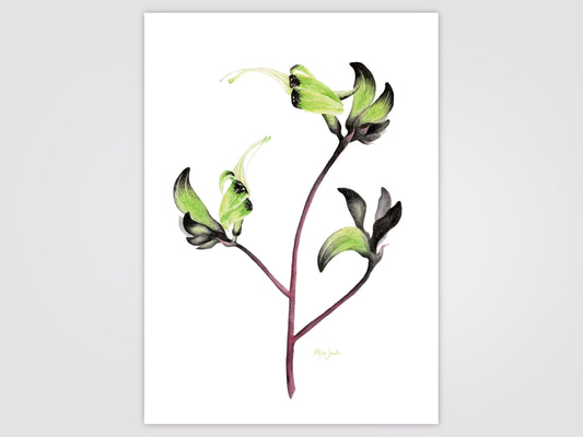 Green and Black Kangaroo Paw Print