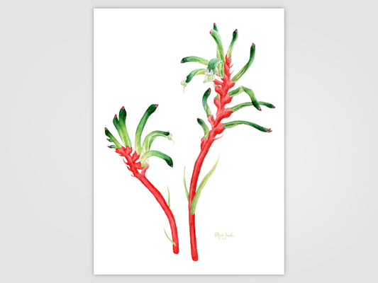 Red and Green Kangaroo Paw Print