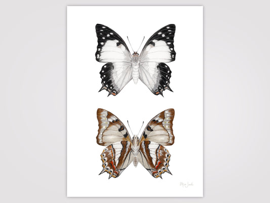 Tailed Emperor Print