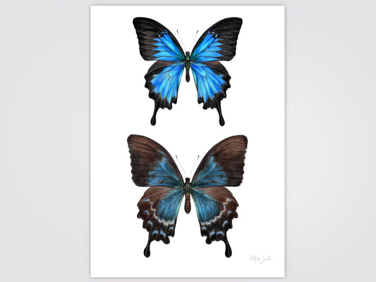 Ulysses Swallowtail Print